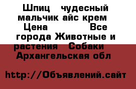 Шпиц - чудесный мальчик айс-крем › Цена ­ 20 000 - Все города Животные и растения » Собаки   . Архангельская обл.